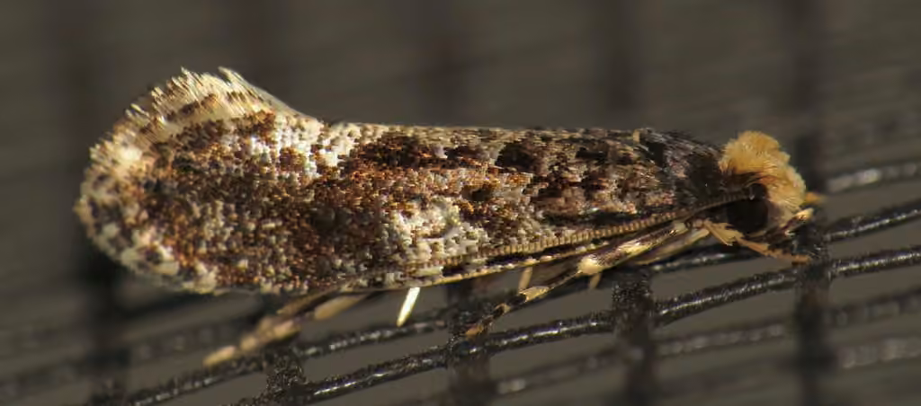 White-blotched Monopis Moth, Adulte