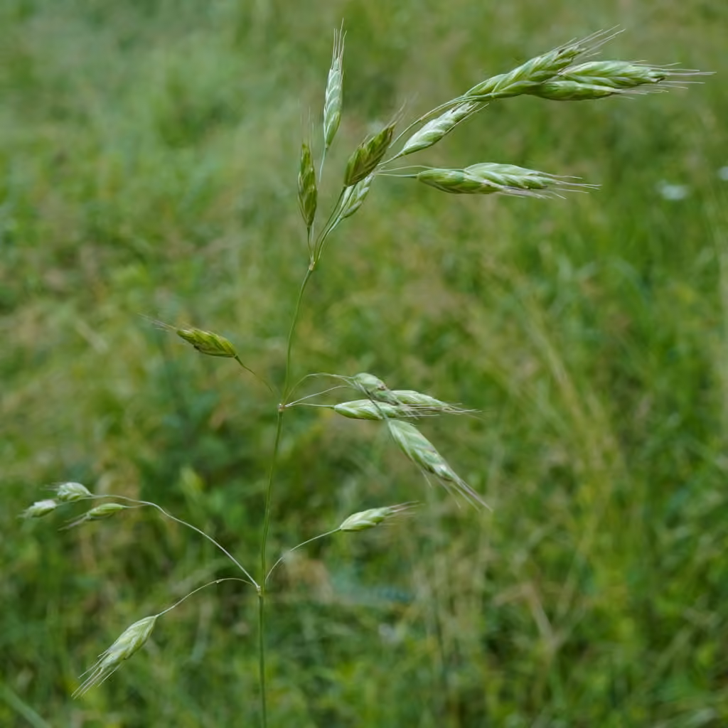 Meadow brome, photo 1 of 5