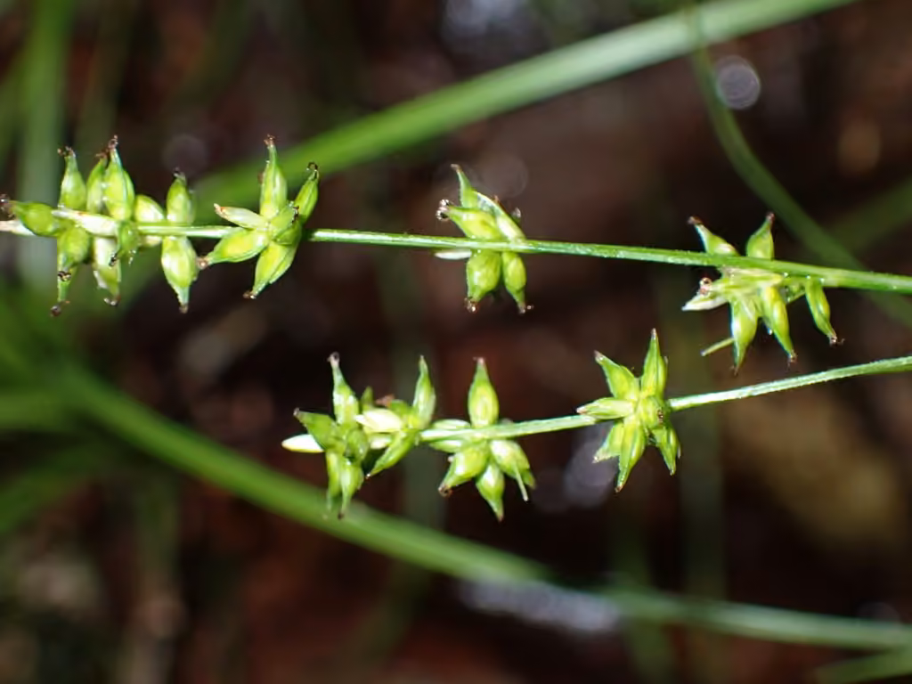 Carex en rosace, En fleurs