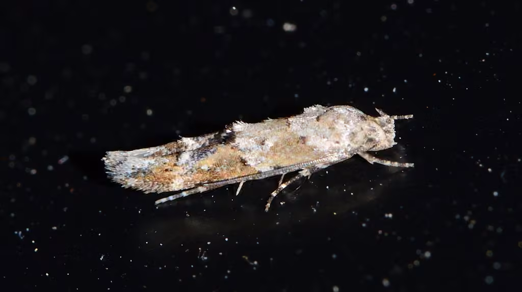 Mompha stellella, Adult