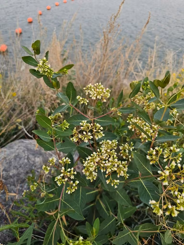 Apocyn chanvrin, En fleurs