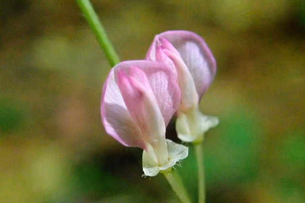 Clustered-leaved tick-trefoil, In flower