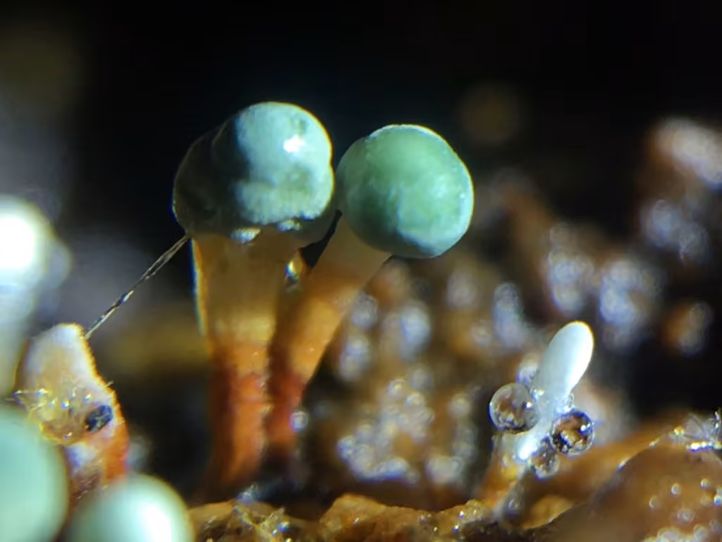 Penicillium vulpinum