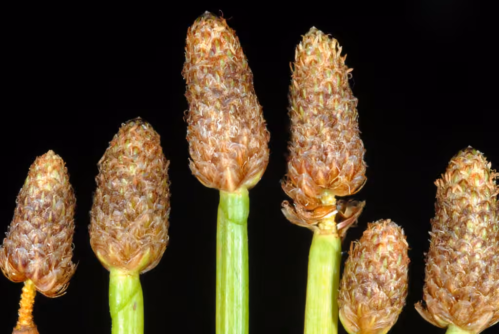 Éléocharide obtuse, En fleurs