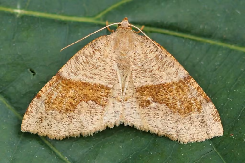 Barred Umber, photo 2 of 5