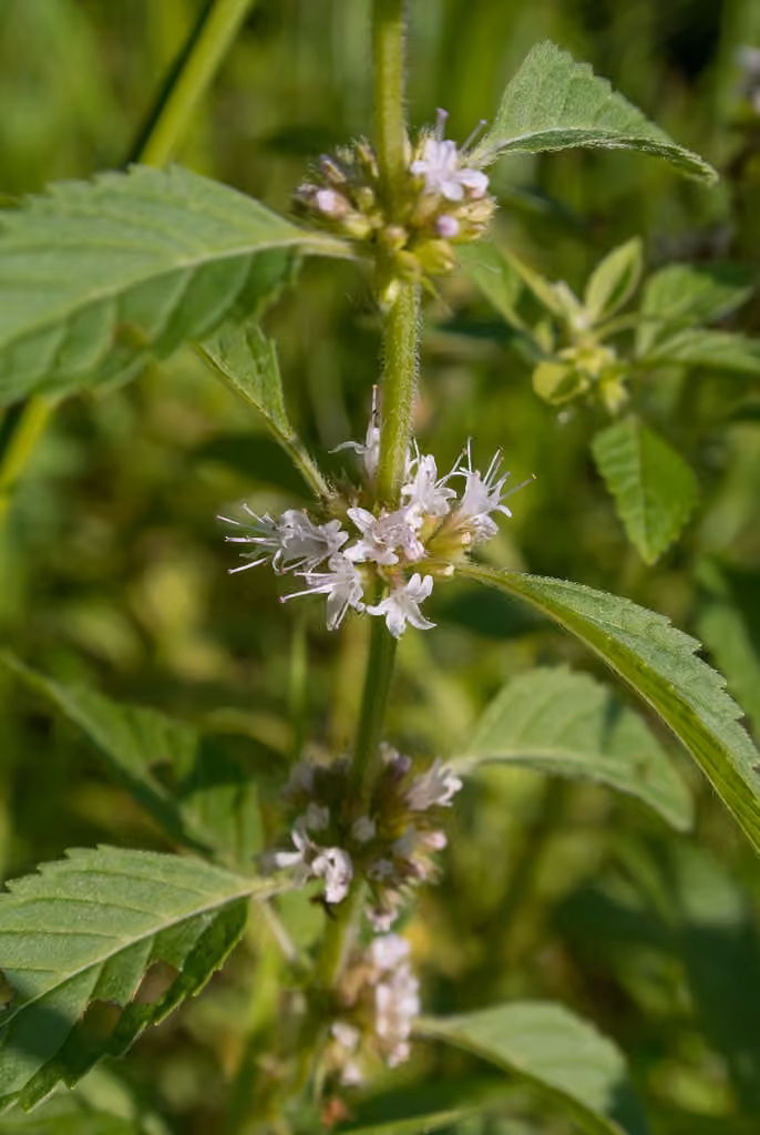 Menthe du Canada, photo 1 sur 5
