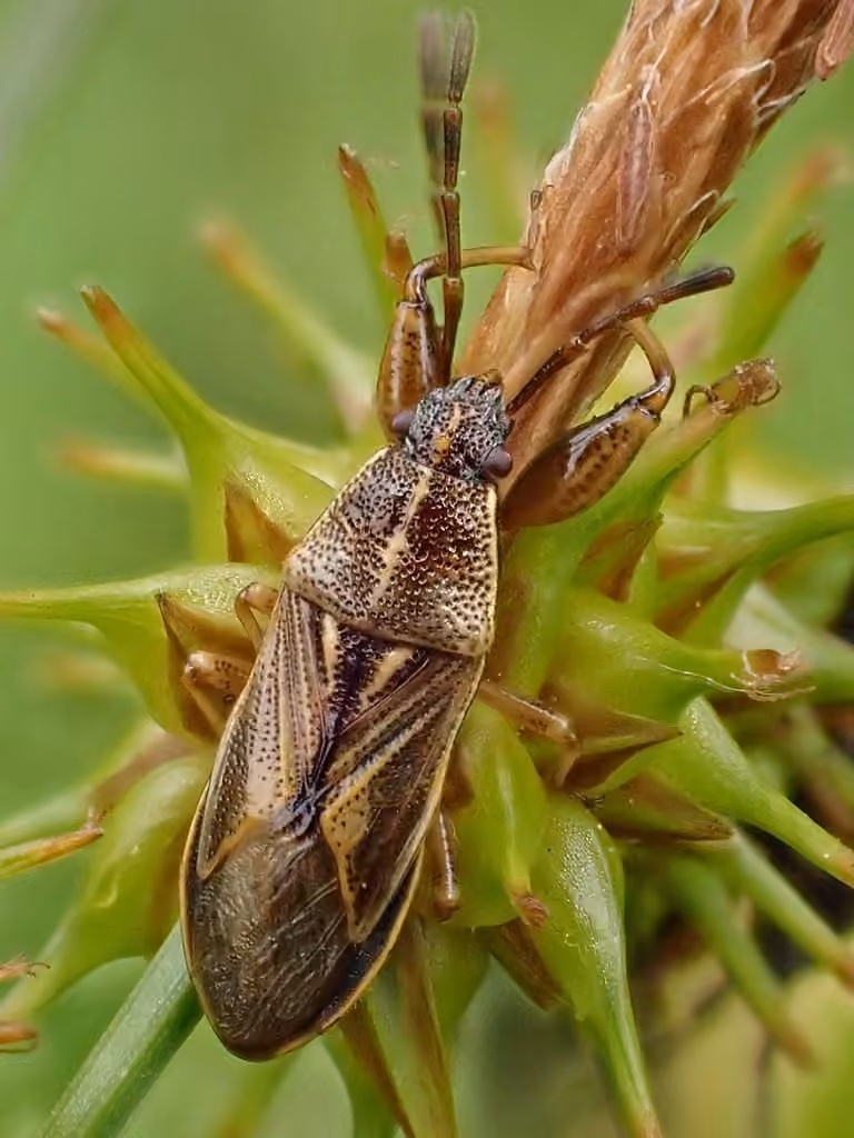Oedancala dorsalis