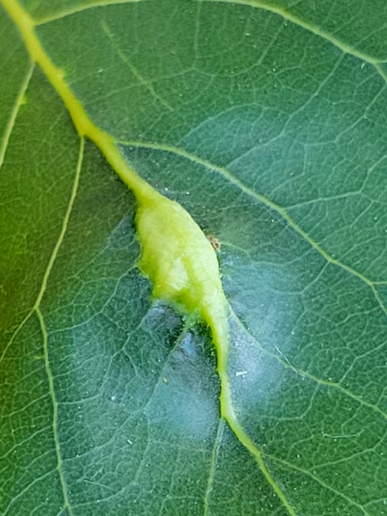 Pachypappa pseudobyrsa, Gall