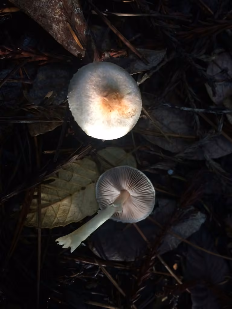 Diminutive Agaricus, photo 3 of 5