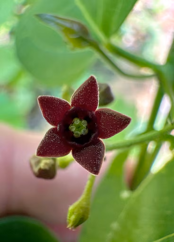 Black swallow-wort, In fruit