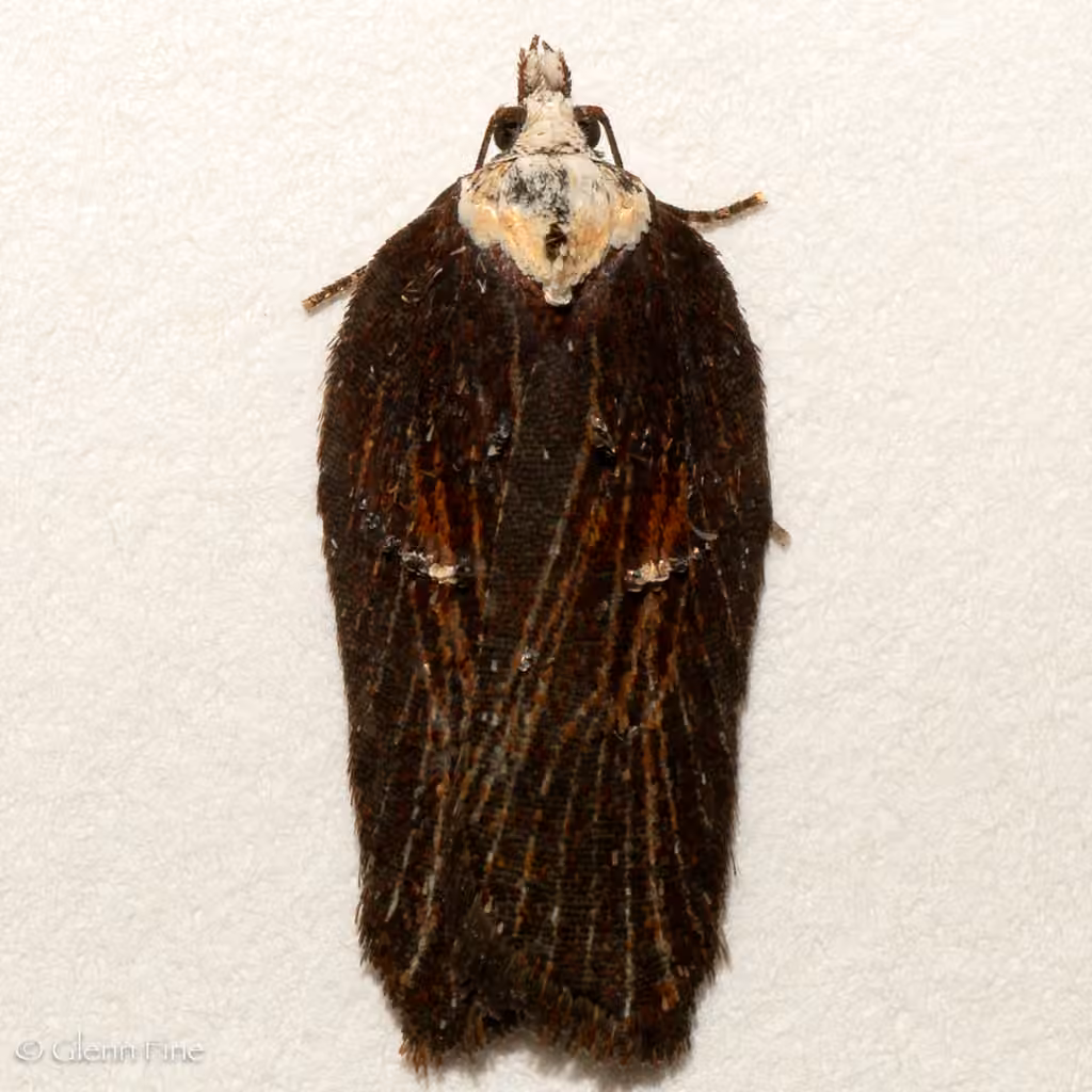 Acleris pulverosana, Female