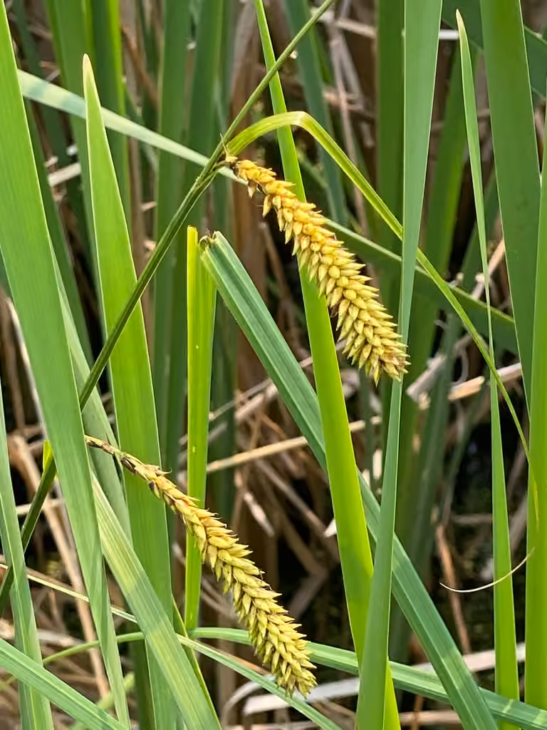 Carex lacustre, photo 1 sur 5