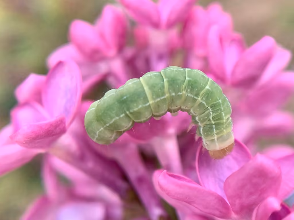 Aspen Twoleaf Tier Moth, Caterpillar