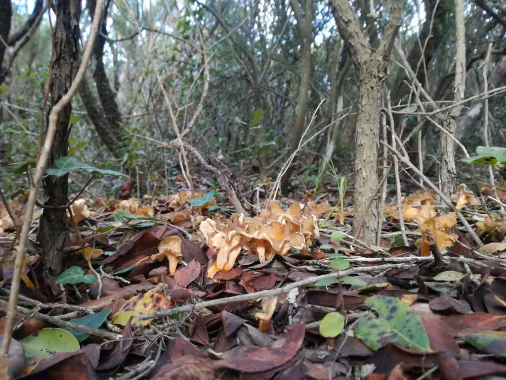 Golden Chanterelle, photo 2 of 5