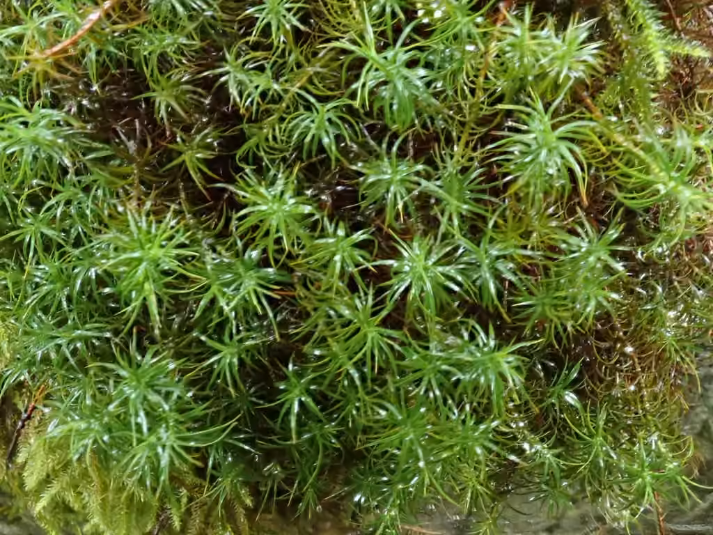 Alpine polytrichastrum moss, photo 3 of 5