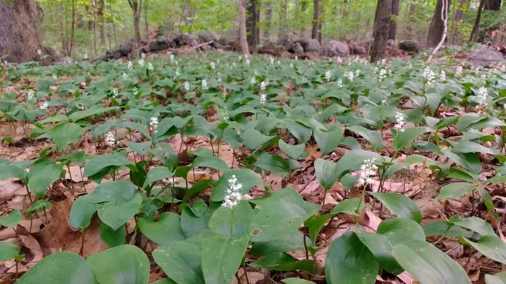 Maïanthème du Canada, En fleurs