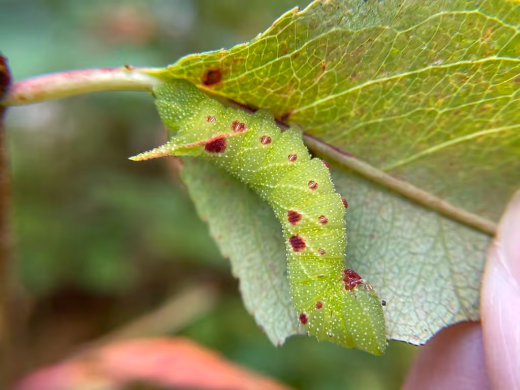 Sphinx myope, Chenille