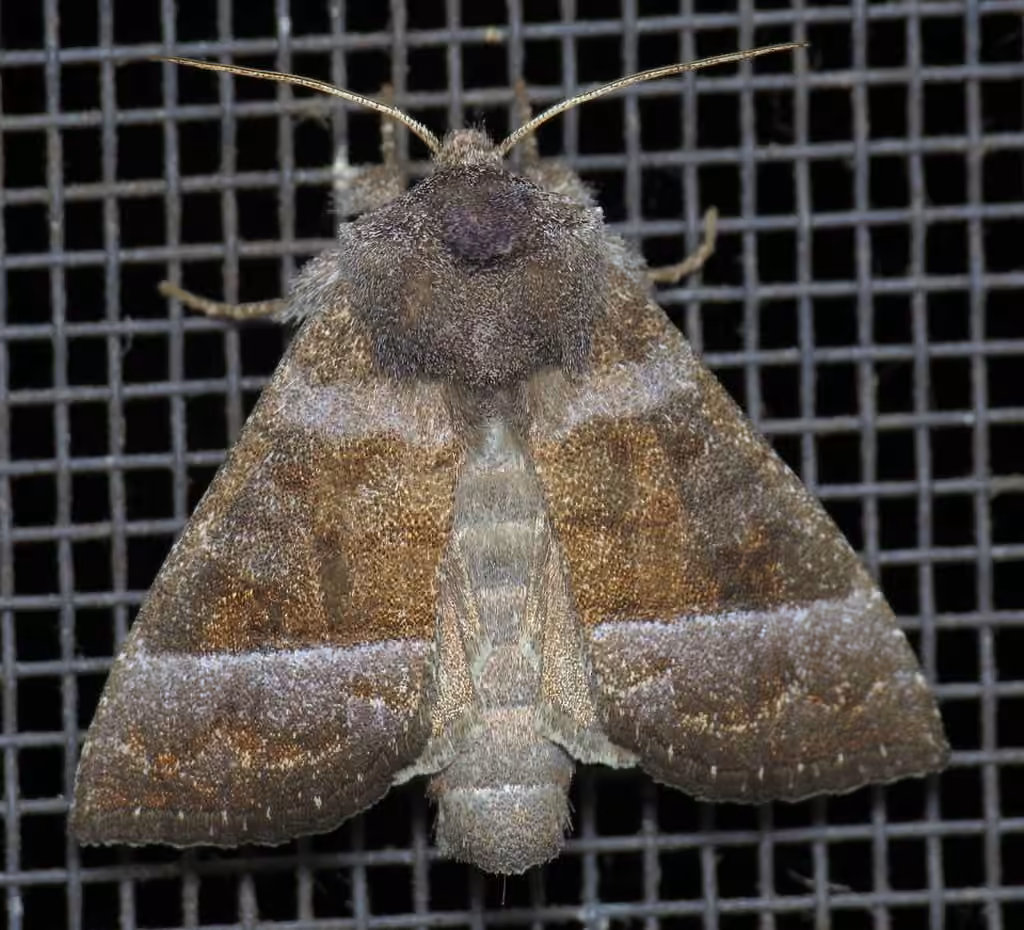 Joe-Pye Weed Borer Moth