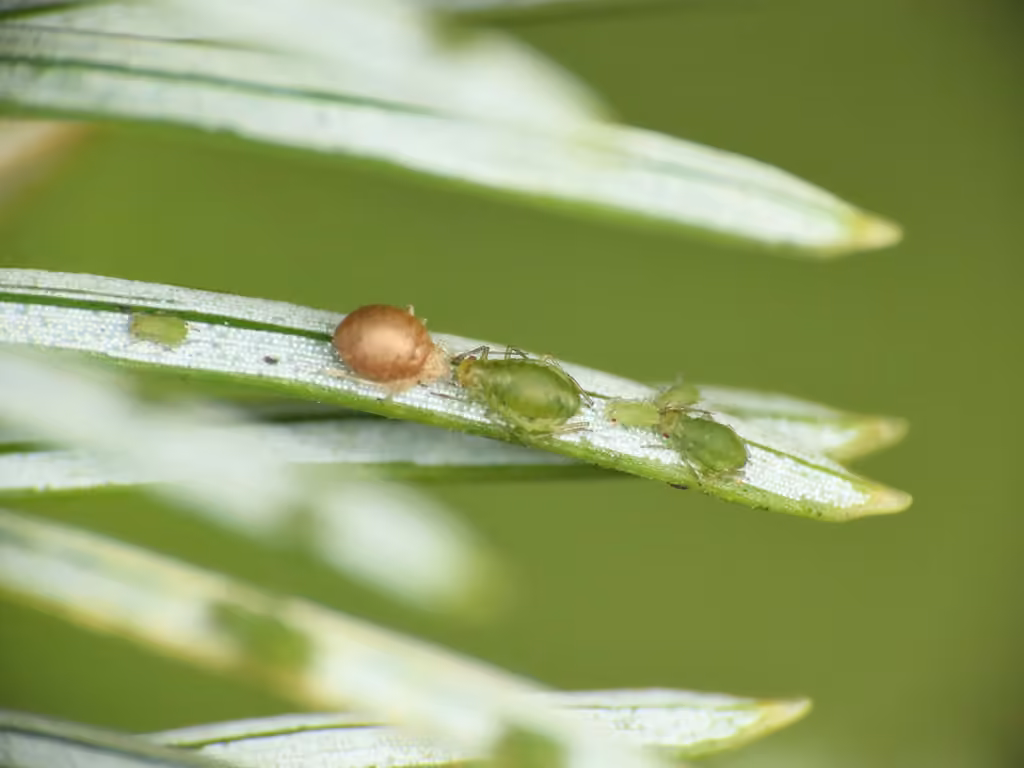 Green Spruce Aphid, photo 3 of 4