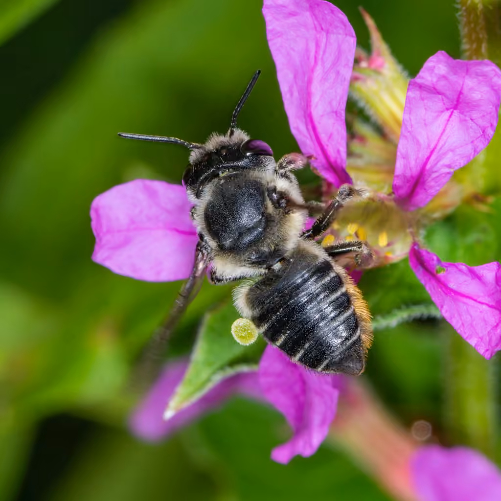 Flat-tailed Leafcutter Bee, photo 1 of 5