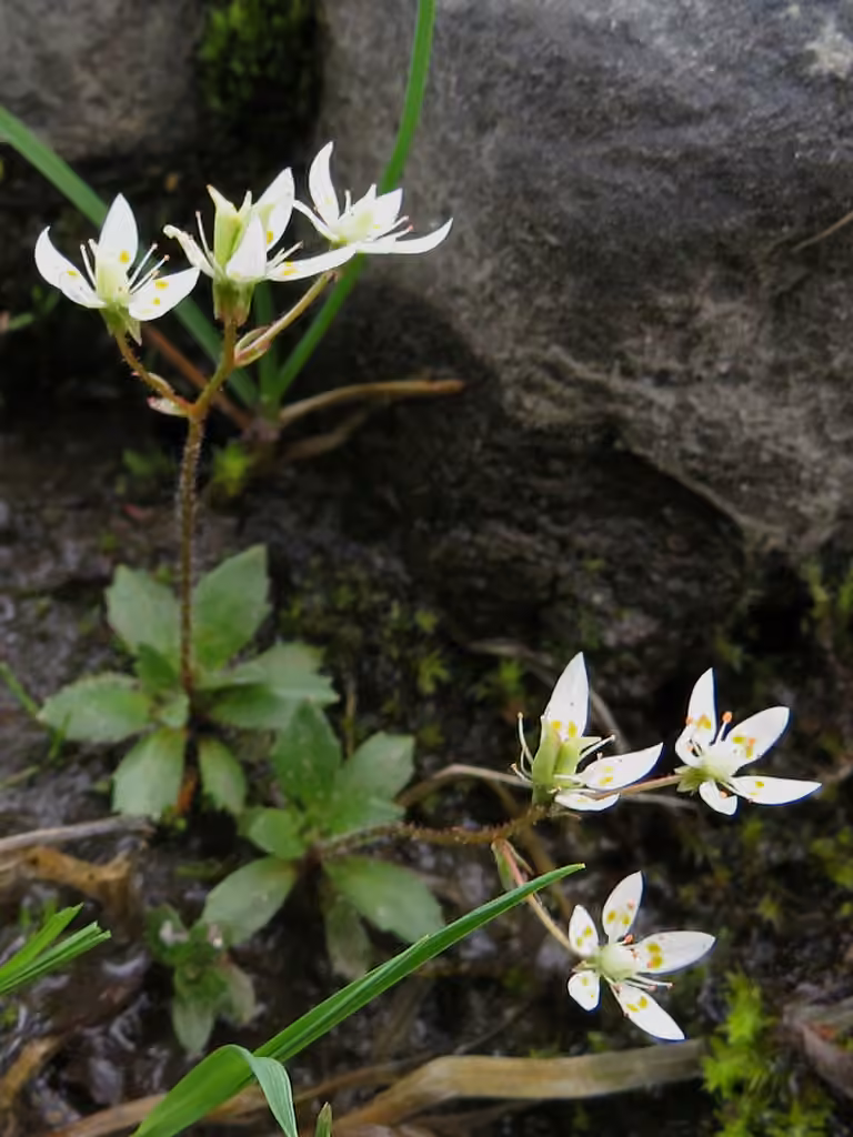Saxifrage étoilée, photo 3 sur 4