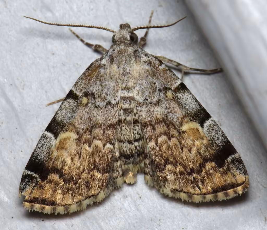 American Idia Moth, photo 1 sur 5