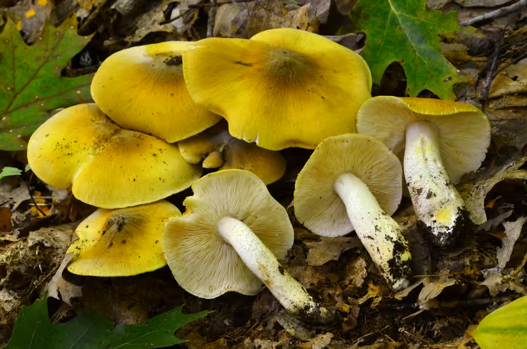 Tricholoma robustipes, photo 1 sur 5