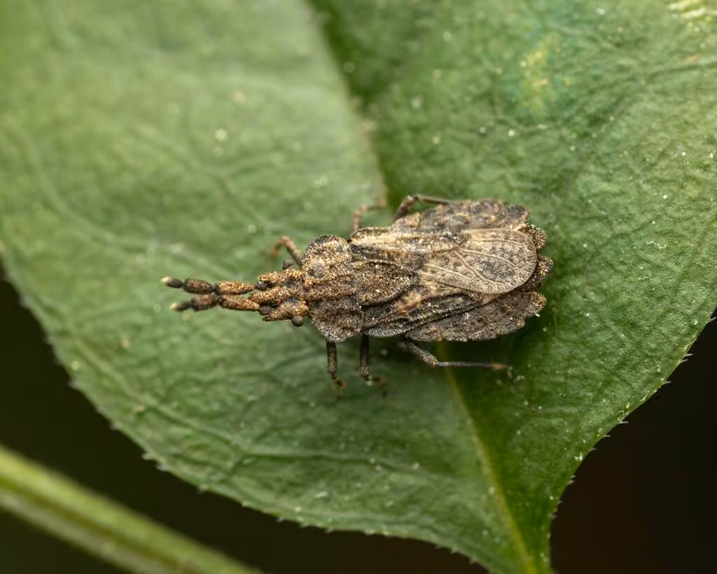 Aradus robustus