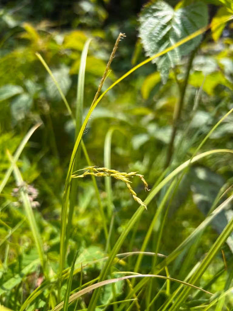 White edge sedge, photo 2 of 5