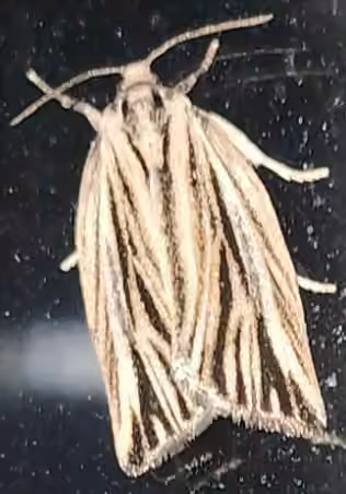 Striated Tortrix Moth, Adult