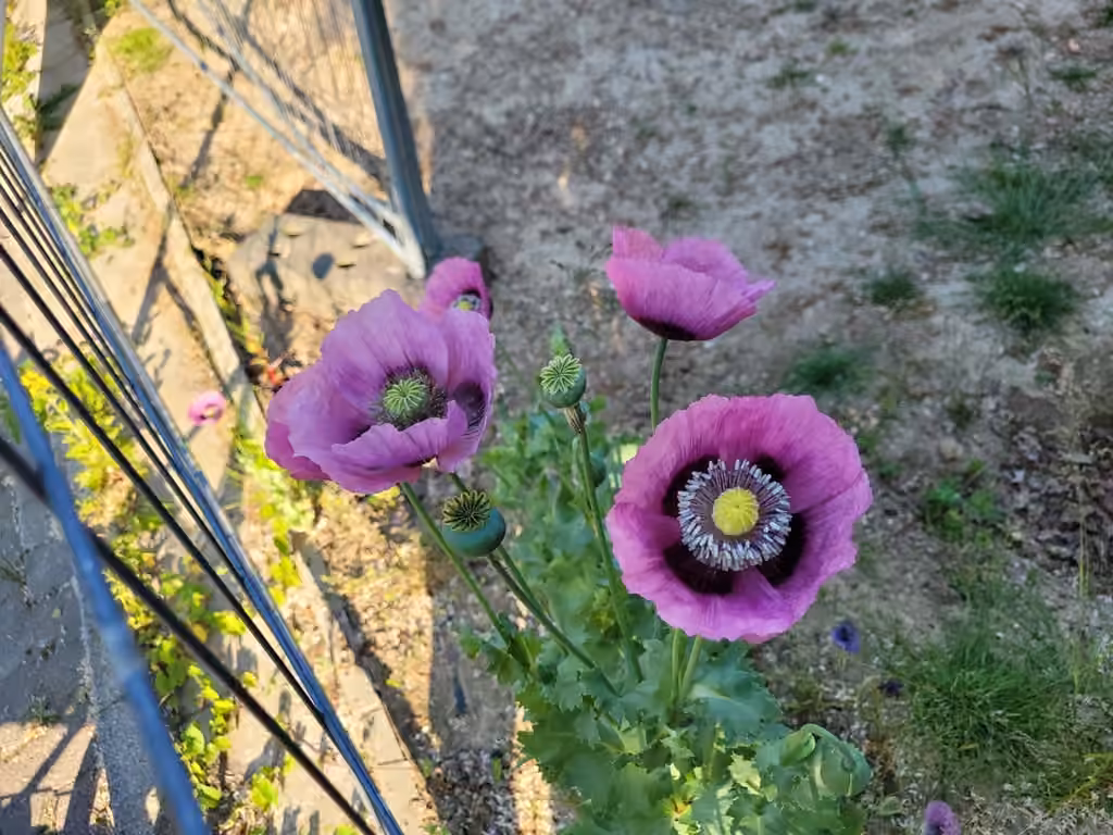 Pavot à opium, En fruits