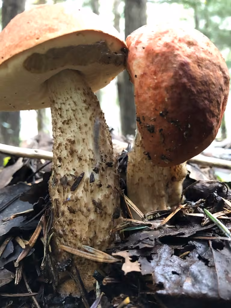 Orange Oak Bolete, photo 2 of 5