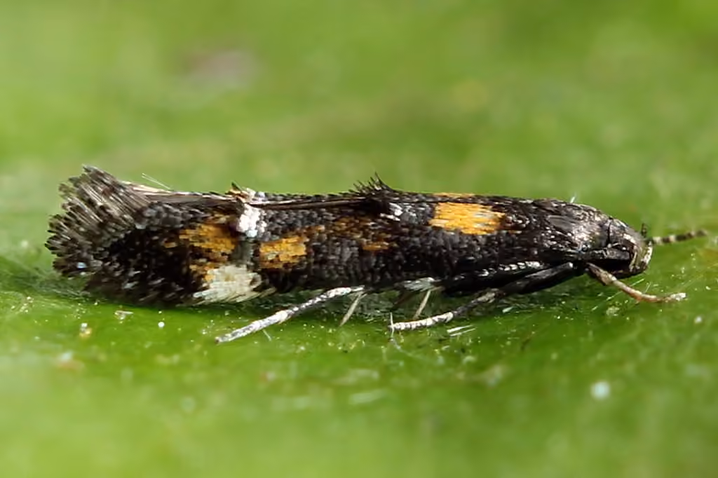 Little Cosmet, photo 1 of 5