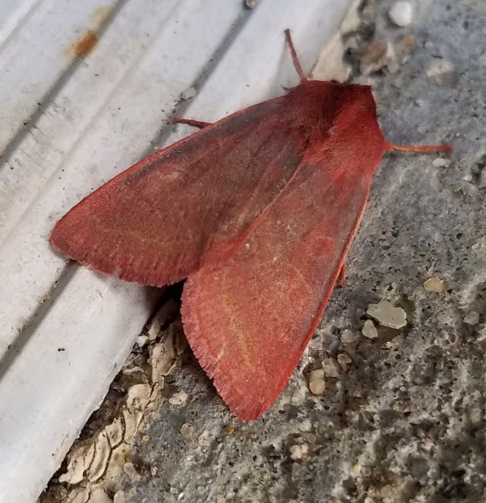 Pink Sallow, Adulte