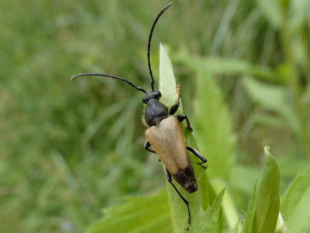 Minnesota Long-horned Beetle, Male