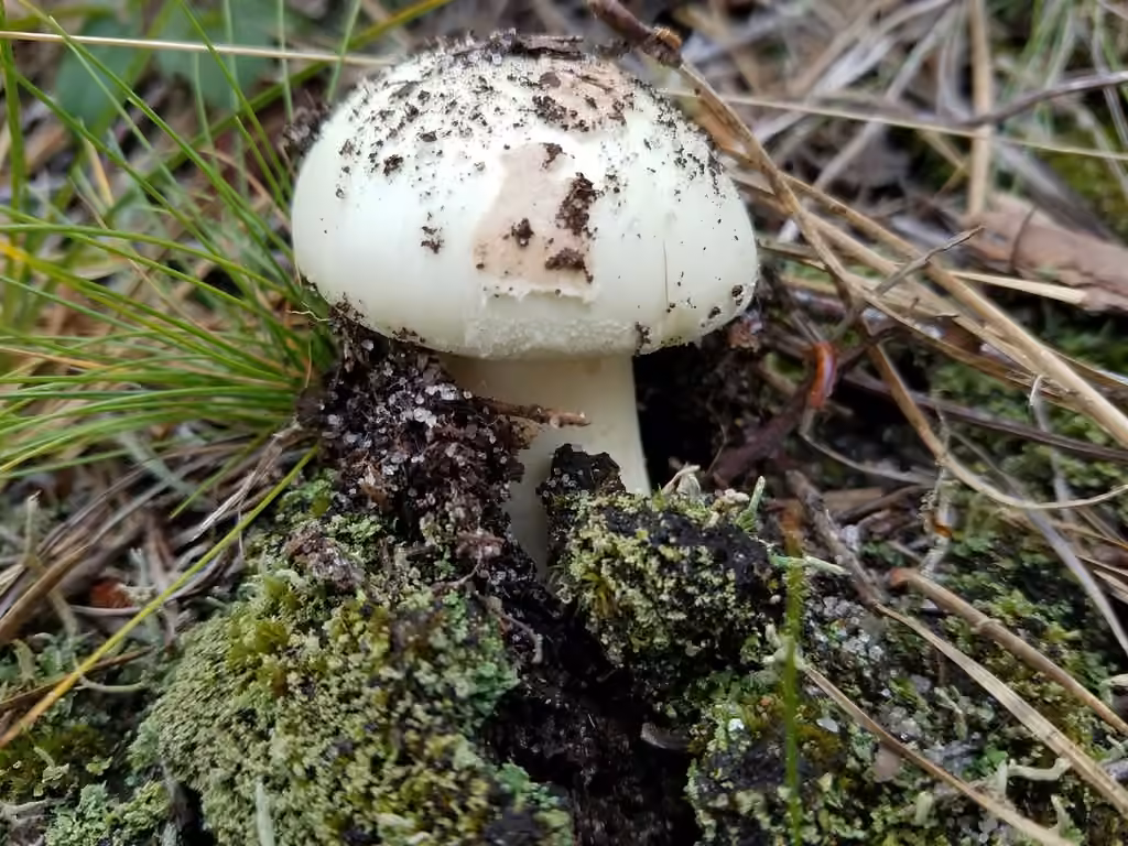 Coker's Lavender Staining Amanita, photo 2 of 5