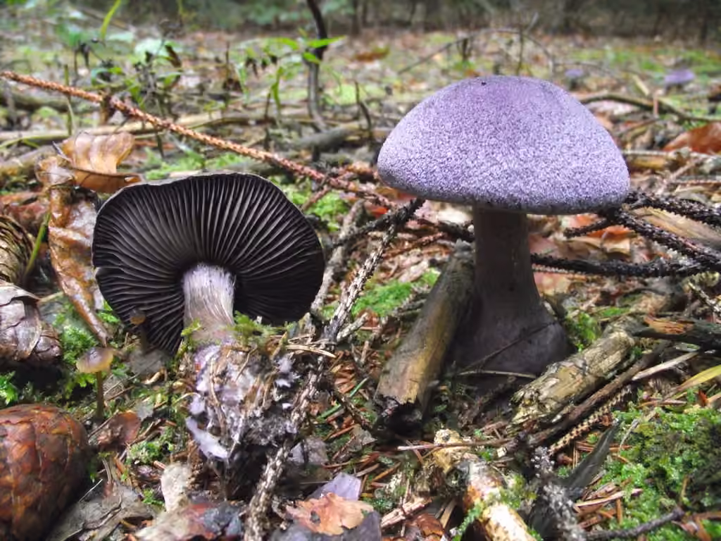 Violet Webcap, photo 3 of 5