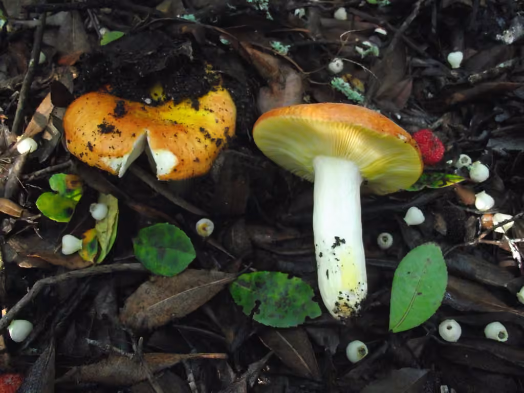Russule dorée, photo 1 sur 3