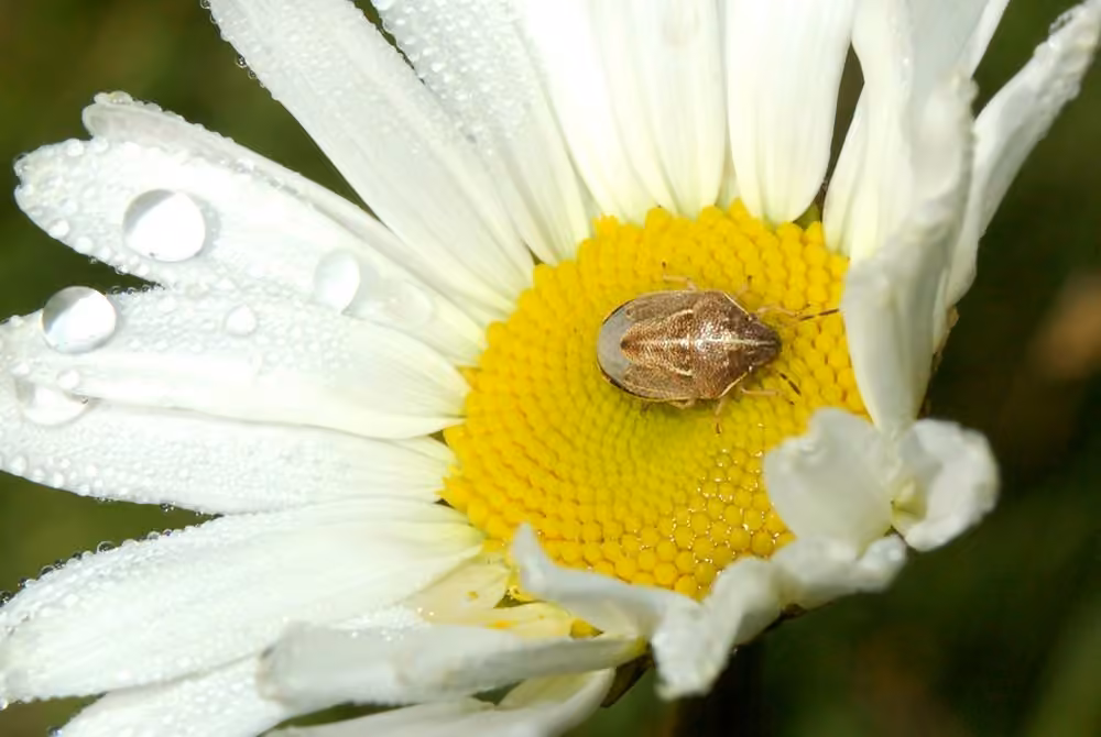 Petit Pentatome ondulant, photo 3 sur 5