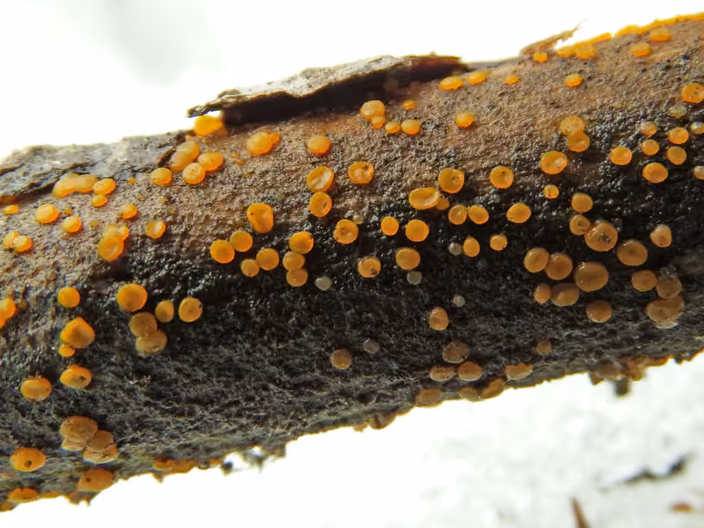 Trémelle à spores variables, photo 1 of 5