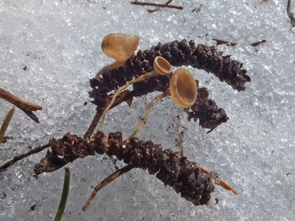 Ciboire des noisetiers