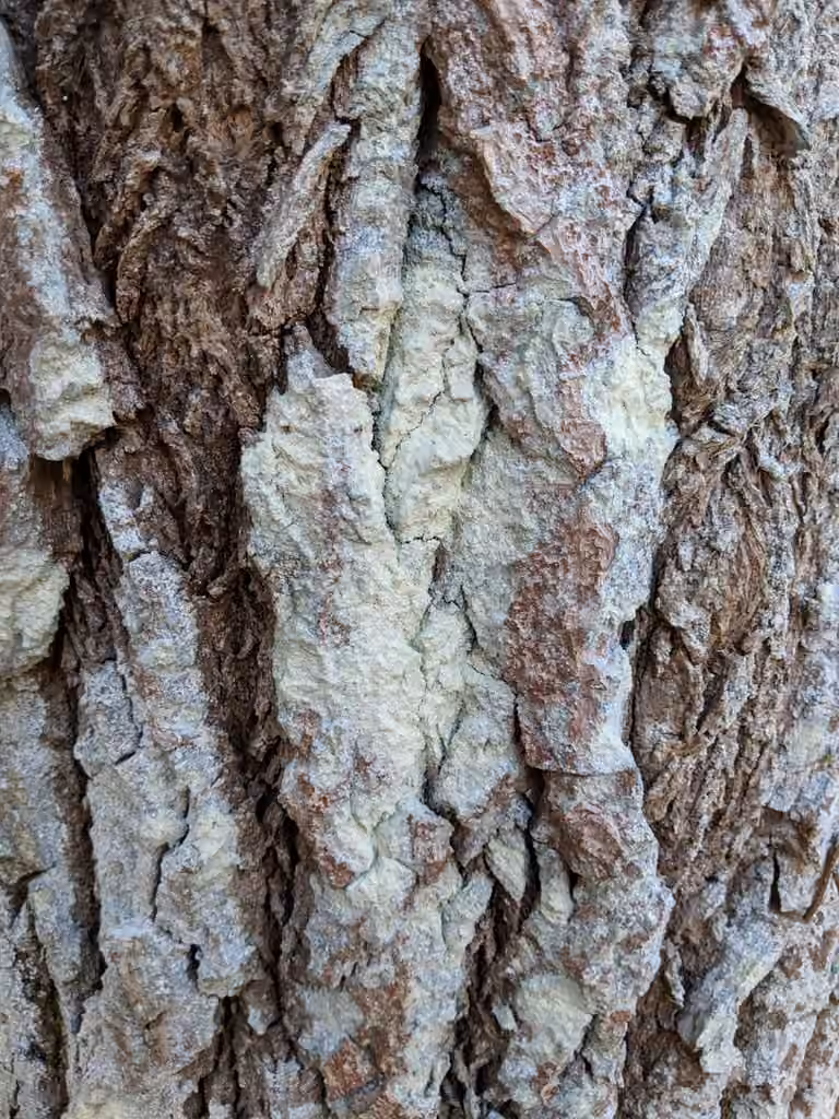 Mapledust Lichen, photo 3 of 5
