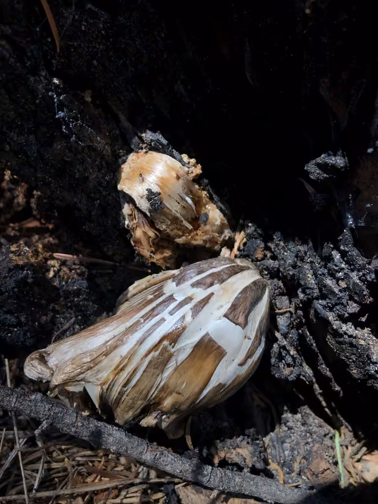 Pluteus brunneidiscus, photo 2 of 5