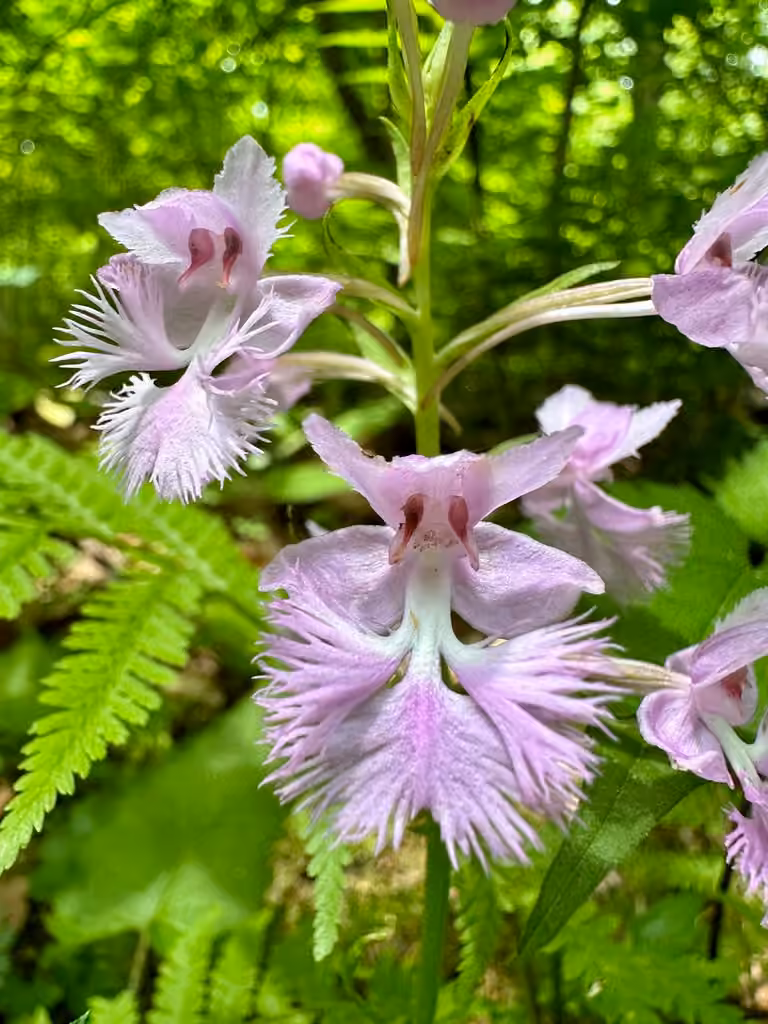 Platanthère de Keenan, En boutons