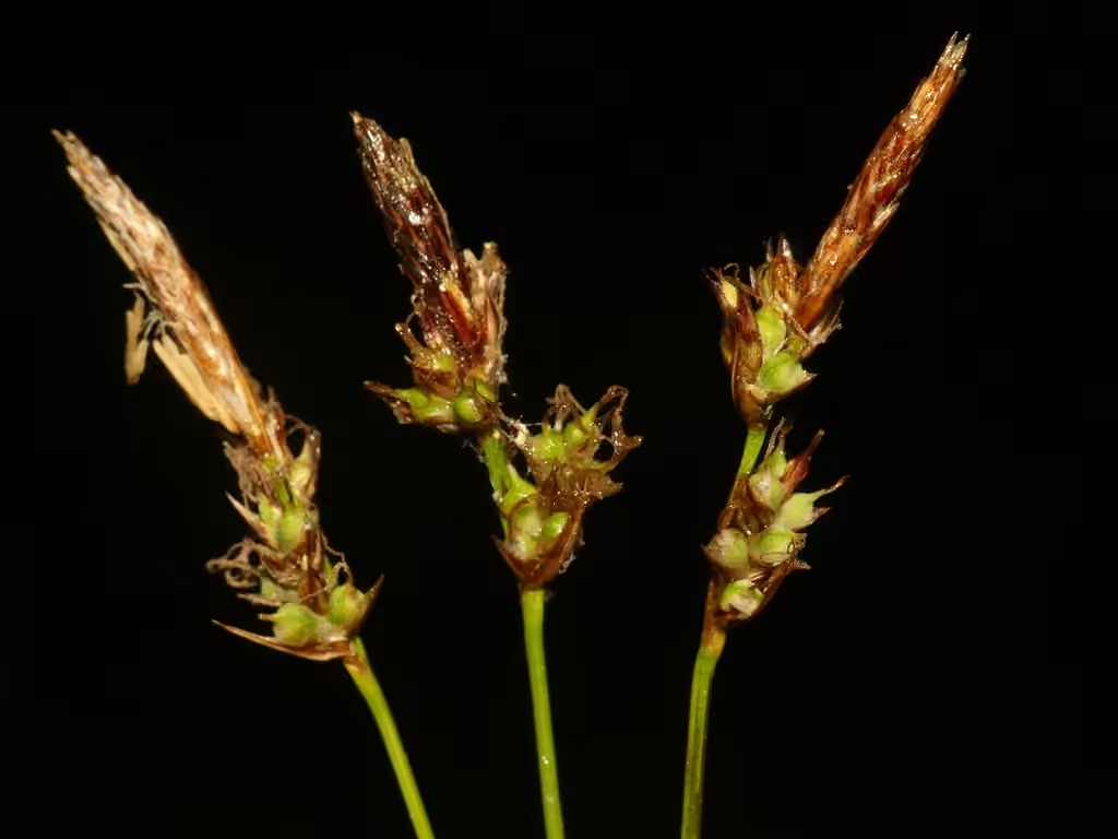 Carex des forêts, photo 1 sur 5