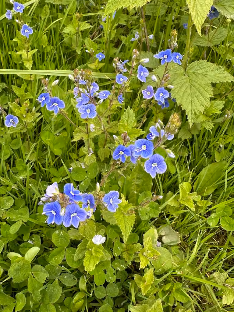 Germander speedwell