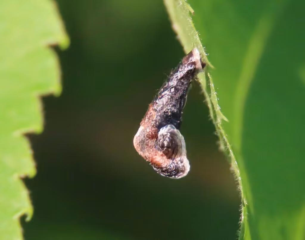 Coleophora tiliaefoliella, Chenille