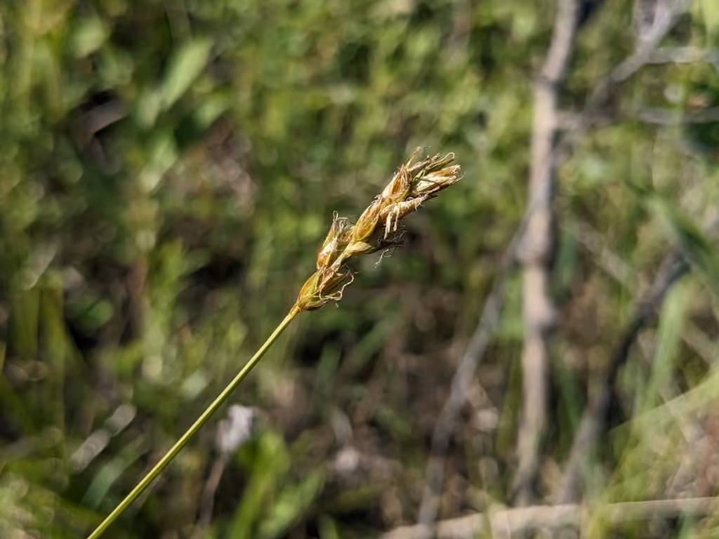 Carex sec, En fruits