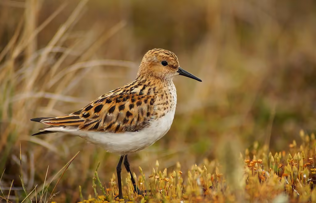 Little Stint, photo 1 of 5