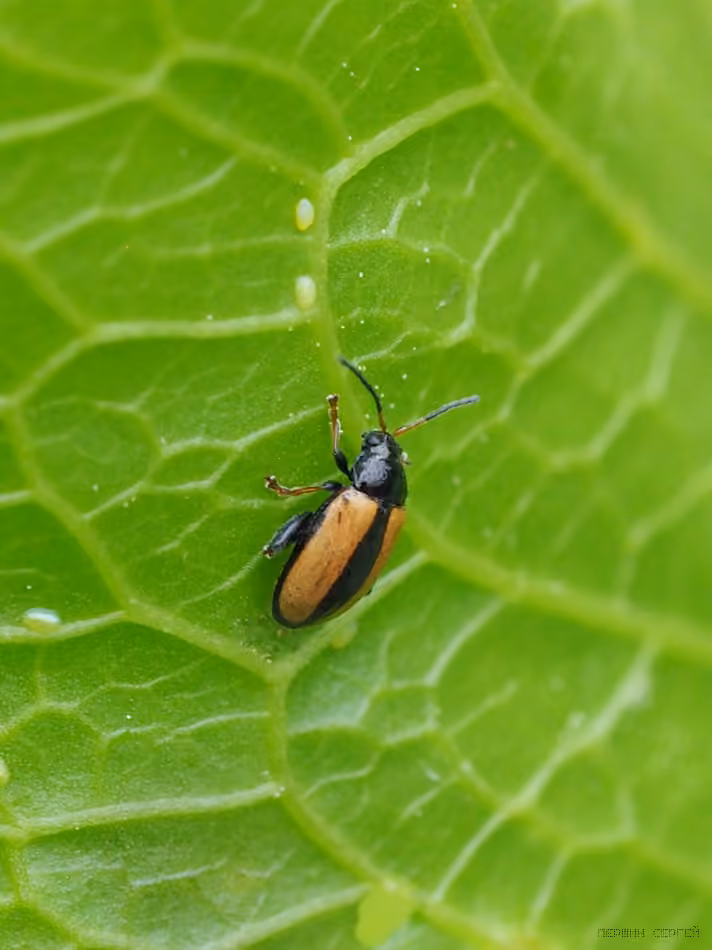 Horseradish Flea Beetle, photo 2 of 5